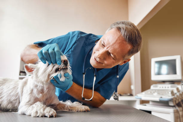 Best Weekend Emergency Dentist in Forks, WA